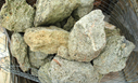 Green Sponge